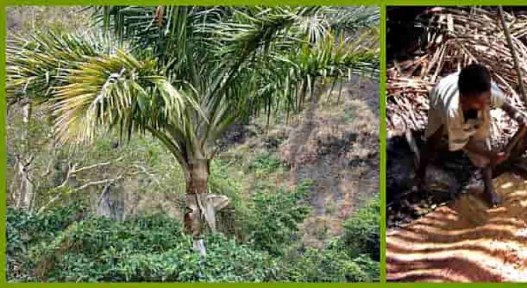 Саго – изготовление и свойства пальмовой и искусственной крупы; ее польза и вред; рецепты приготовления каши (в том числе в мультиварке)